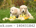 Two amazing puppies in the garden 140431842