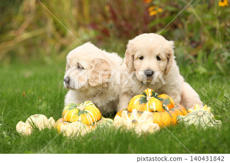 Two amazing puppies in the garden Two amazing puppies in the garden 140431842