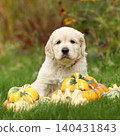 Adorable gold retriever puppy with pumpkins 140431843