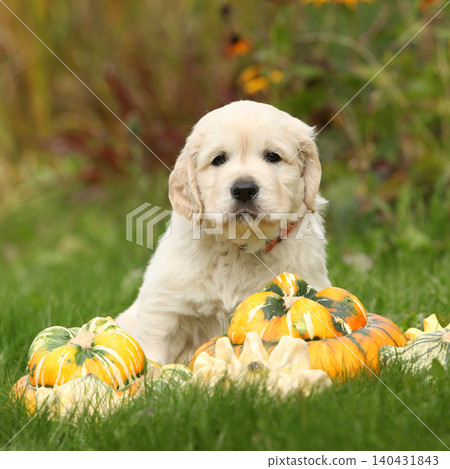 Adorable gold retriever puppy with pumpkins Adorable gold retriever puppy with pumpkins 140431843