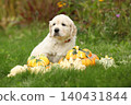 Adorable gold retriever puppy with pumpkins 140431844