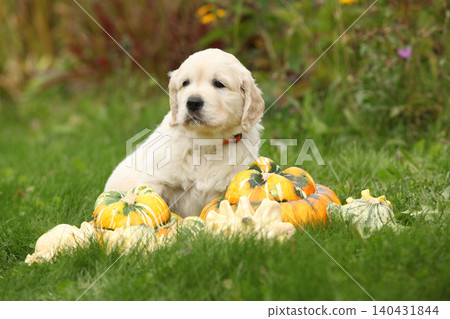 Adorable gold retriever puppy with pumpkins Adorable gold retriever puppy with pumpkins 140431844