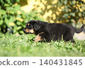 Amazing hovawart puppy in the garden alone, ni 140431845