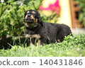 Amazing hovawart puppy in the garden alone, ni 140431846