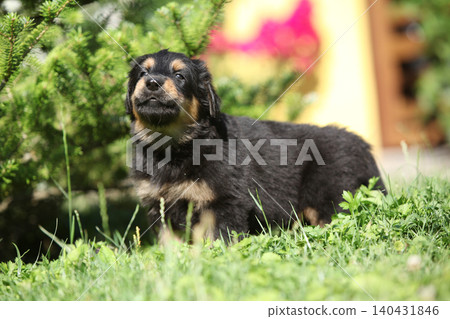 Amazing hovawart puppy in the garden alone, ni Amazing hovawart puppy in the garden alone, ni 140431846