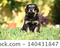 Amazing hovawart puppy in the garden alone, ni 140431847