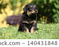 Amazing hovawart puppy in the garden alone, ni 140431848