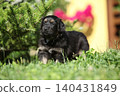 Amazing hovawart puppy in the garden alone, ni 140431849