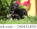 Amazing hovawart puppy in the garden alone, ni 140431850