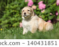 Amazing hovawart puppy in the garden alone, ni 140431851