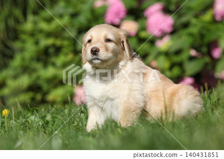 Amazing hovawart puppy in the garden alone, ni Amazing hovawart puppy in the garden alone, ni 140431851