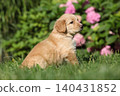 Amazing hovawart puppy in the garden alone, ni 140431852