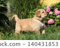 Amazing hovawart puppy in the garden alone, ni 140431853