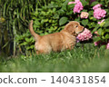 Amazing hovawart puppy in the garden alone, ni 140431854