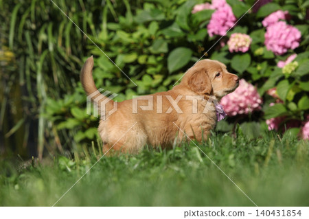 Amazing hovawart puppy in the garden alone, ni Amazing hovawart puppy in the garden alone, ni 140431854