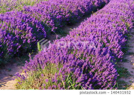 Blooming lavender medicinal herb bush rows with aromatic purple flowers in summer garden landscape Blooming lavender medicinal herb bush rows with aromatic purple flowers in summer garden landscape 140431932