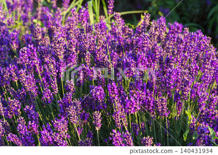 Lavender bushes blooming under warm sunlight in peaceful purple and green summer field background Lavender bushes blooming under warm sunlight in peaceful purple and green summer field background 140431934