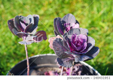 Purple ornamental cabbage or flowering kale, Brassica oleracea var. acephala plants in garden pot Purple ornamental cabbage or flowering kale, Brassica oleracea var. acephala plants in garden pot 140431951