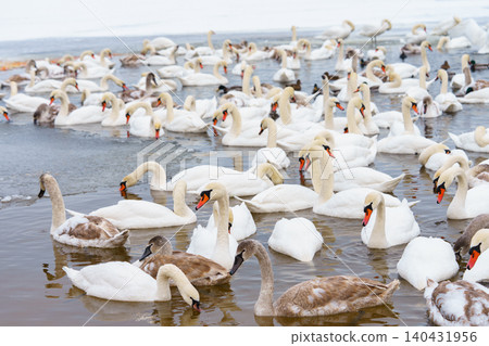 Large bird family, flock of white mute swans swimming together on icy winter lake, wildlife scene Large bird family, flock of white mute swans swimming together on icy winter lake, wildlife scene 140431956
