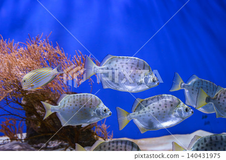 School of silver fish, Scatophagus argus or spotted scat, butterfish swimming on blue underwater School of silver fish, Scatophagus argus or spotted scat, butterfish swimming on blue underwater 140431975