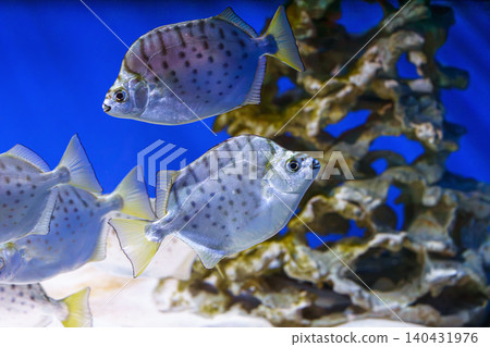 School of silver fish, Scatophagus argus or spotted scat, butterfish swimming on blue underwater School of silver fish, Scatophagus argus or spotted scat, butterfish swimming on blue underwater 140431976