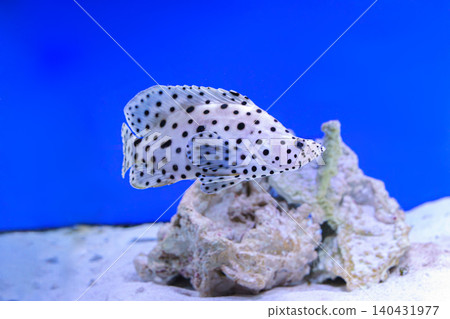 Spotted tropical fish panther grouper, Cromileptes altivelis swimming in blue water above coral reef Spotted tropical fish panther grouper, Cromileptes altivelis swimming in blue water above coral reef 140431977