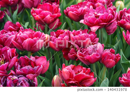 Red double Tulipa gesneriana, burgundy peony flowered tulips blooming in garden flower bed in spring Red double Tulipa gesneriana, burgundy peony flowered tulips blooming in garden flower bed in spring 140431978