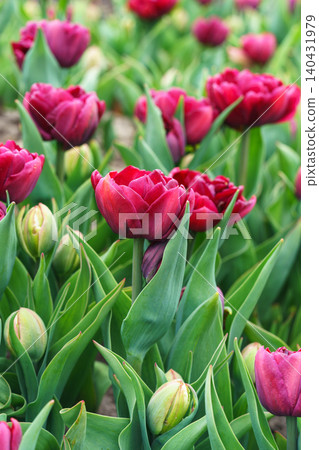 Red double Tulipa gesneriana, burgundy peony flowered tulip blooming in garden flower bed in spring Red double Tulipa gesneriana, burgundy peony flowered tulip blooming in garden flower bed in spring 140431979