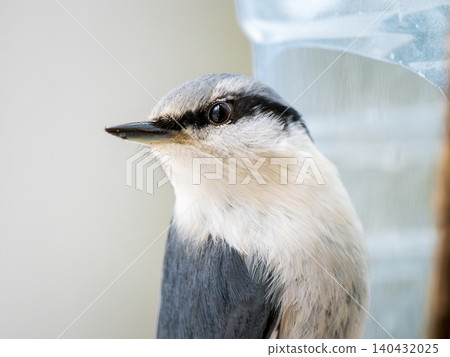 Close-up of beautiful Eurasian nuthatch perched on bird feeder in winter. Sitta europaea detailed profile shot with clear eye contact, soft bokeh background. Wildlife, ornithology, nature protection Close-up of beautiful Eurasian nuthatch perched on bird feeder in winter. Sitta europaea detailed profile shot with clear eye contact, soft bokeh background. Wildlife, ornithology, nature protection 140432025