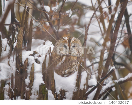 Tawny owl on tree stump in winter. Strix aluco detailed face shot with clear eye contact, soft bokeh background. Wildlife owl perched on thick snow frosty cold weather woodland biology concept Tawny owl on tree stump in winter. Strix aluco detailed face shot with clear eye contact, soft bokeh background. Wildlife owl perched on thick snow frosty cold weather woodland biology concept 140432027