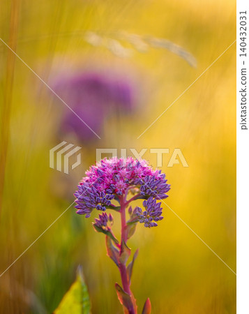 Purple sedum flower vertical as backgroundPurple stonecrop wildflower as background. Hylotelephium telephium macro shot warm sunset golden hour light. Pink sedum blossom on sunny yellow meadow fields 140432031