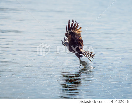 Black kite bird in flight with plastic bag from water. Milvus migrans grabbing garbage for nest decoration. Bird using plastic trash as status symbol to protect territory wildlife and ecology concept Black kite bird in flight with plastic bag from water. Milvus migrans grabbing garbage for nest decoration. Bird using plastic trash as status symbol to protect territory wildlife and ecology concept 140432036