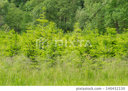 Scenic landscape shot of young green conifer trees and pine saplings growing on a grassy field. A lush thick forest forms the background under bright day light. Sustainable forestry and reforestation Scenic landscape shot of young green conifer trees and pine saplings growing on a grassy field. A lush thick forest forms the background under bright day light. Sustainable forestry and reforestation 140432130