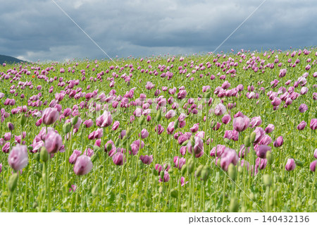 A vast agricultural field covered with blooming purple poppy flowers under a dramatic overcast summer sky. Perfect commercial background for farming, herbal medicine, A vast agricultural field covered with blooming purple poppy flowers under a dramatic overcast summer sky. Perfect commercial background for farming, herbal medicine, 140432136
