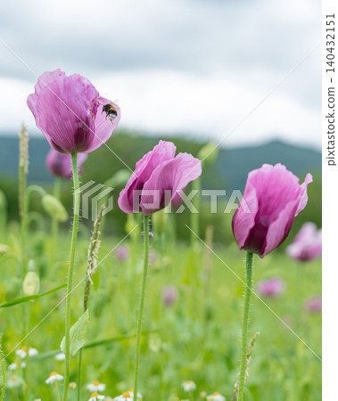 A vertical detailed close-up of a blooming purple poppy flower with a honeybee flying nearby to pollinate it. Represents summer biodiversity, ecosystem health, and organic gardening A vertical detailed close-up of a blooming purple poppy flower with a honeybee flying nearby to pollinate it. Represents summer biodiversity, ecosystem health, and organic gardening 140432151