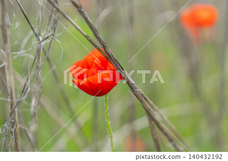 An artistic close-up of a vibrant red poppy flower growing behind dry grass stems in a summer meadow. Creates a soft, atmospheric depth of field effect ideal for creative designs. Solitary scarlet An artistic close-up of a vibrant red poppy flower growing behind dry grass stems in a summer meadow. Creates a soft, atmospheric depth of field effect ideal for creative designs. Solitary scarlet 140432192
