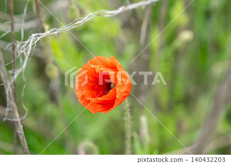 A detailed close-up shot of a single vibrant red poppy flower blooming among dry grass in a summer field. Perfect for botanical backgrounds, greeting cards, and nature designs 140432203