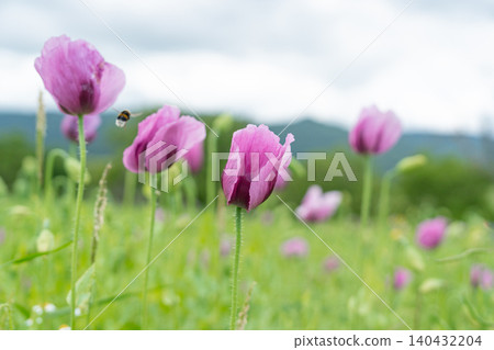Beautiful landscape of an agricultural field with purple papaver crops swaying in the wind. Ideal background for wellness brands, eco-friendly concepts, and organic products Beautiful landscape of an agricultural field with purple papaver crops swaying in the wind. Ideal background for wellness brands, eco-friendly concepts, and organic products 140432204