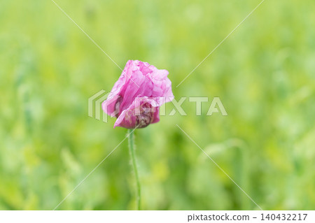 A lovely close-up shot of a single vibrant purple poppy flower blooming in a lush green agricultural field. Perfect asset for botanical backgrounds, organic cosmetics, and wellness designs. Beautiful A lovely close-up shot of a single vibrant purple poppy flower blooming in a lush green agricultural field. Perfect asset for botanical backgrounds, organic cosmetics, and wellness designs. Beautiful 140432217