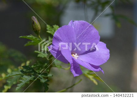 Ariogyne Hugery Ariogyne Hugery 140432221