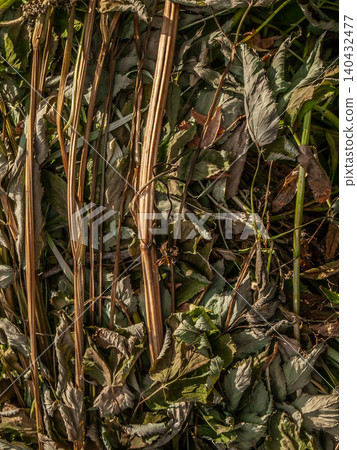 Authentic rural texture of dried tangled mixed mown grass and wild hay background Authentic rural texture of dried tangled mixed mown grass and wild hay background 140432477