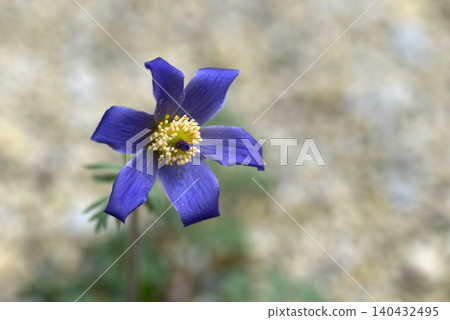 Pulsatilla patens 140432495