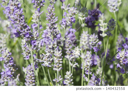 Blooming Purple Lavender Field Blooming Purple Lavender Field 140432558