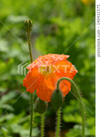 Poppy flowers Poppy flowers 140432575