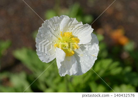 Poppy flowers Poppy flowers 140432576