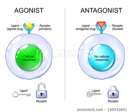 Antagonist or Agonist comparison and mechanism of action. Ligand, Receptor interaction and Cellular response. Antagonist or Agonist comparison and mechanism of action. Ligand, Receptor interaction and Cellular response. 140432691