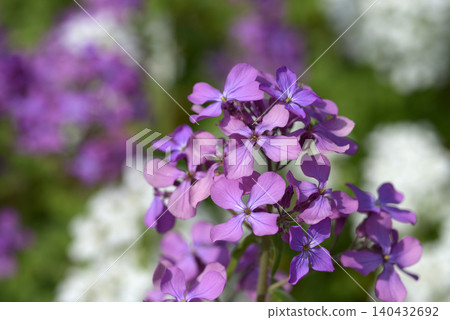 Lunaria goudasou Lunaria goudasou 140432692