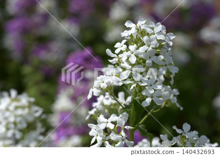 Lunaria goudasou Lunaria goudasou 140432693