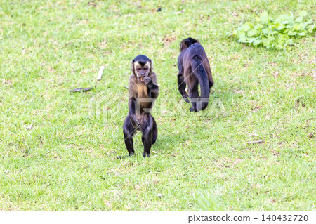 A Tufted Capuchin monkey foraging for and eating food 140432720