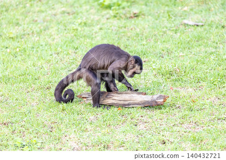 A Tufted Capuchin monkey foraging for and eating food 140432721